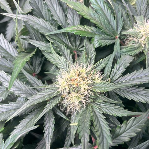 Royal Kush Automatic growlog timeline photo