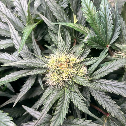 Royal Kush Automatic growlog timeline photo