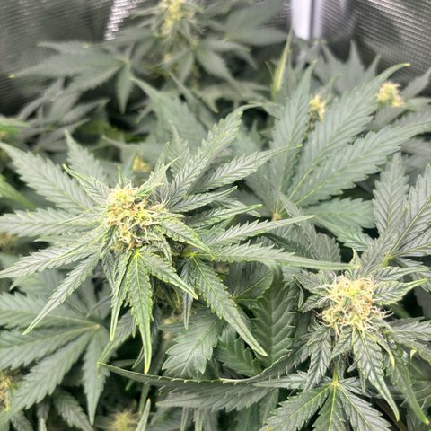 Auto Northern Lights growlog timeline photo