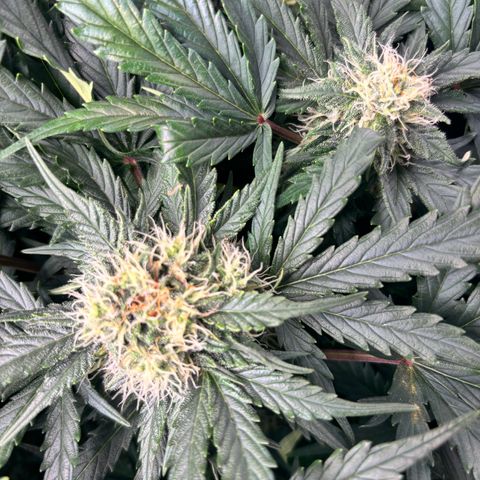 Royal Kush Automatic growlog timeline photo