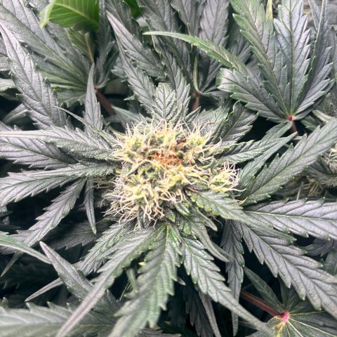 Royal Kush Automatic growlog timeline photo