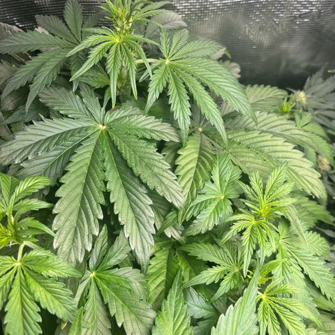 Lemon Wonder Automatic growlog timeline photo