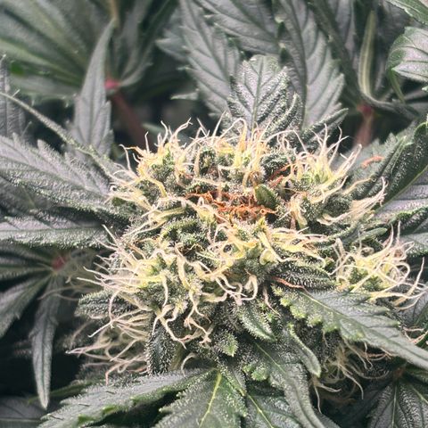 Royal Kush Automatic growlog timeline photo