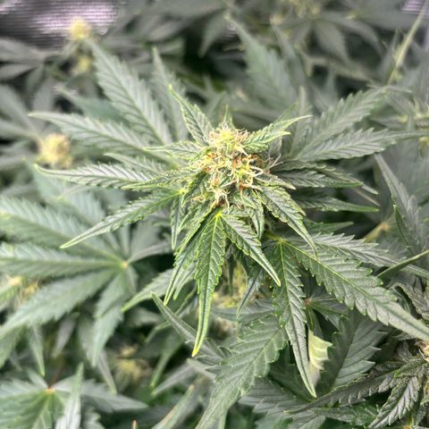Auto Northern Lights growlog timeline photo