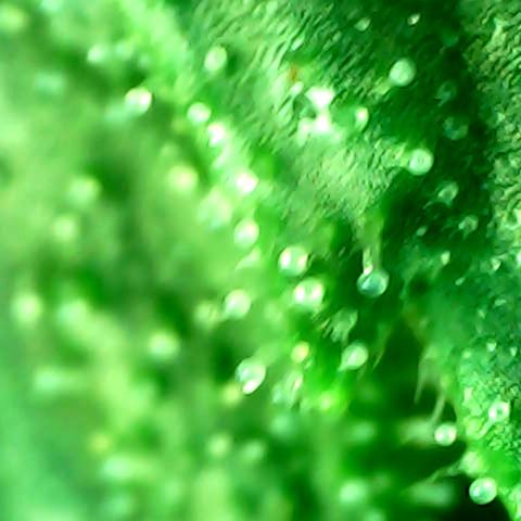 Auto Northern Lights growlog timeline photo