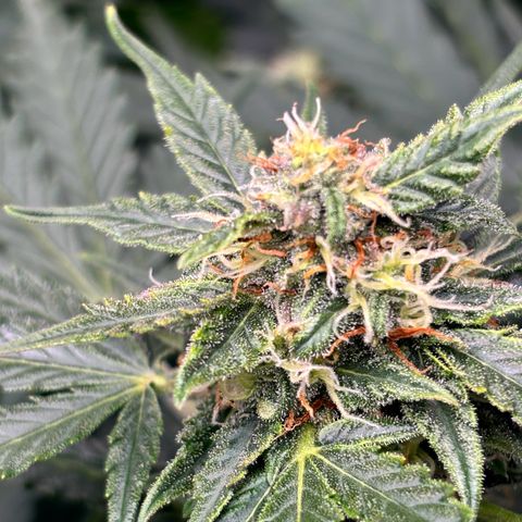 Auto Northern Lights growlog timeline photo