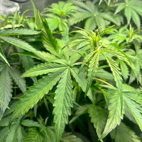 Mimosa Automatic growlog timeline photo