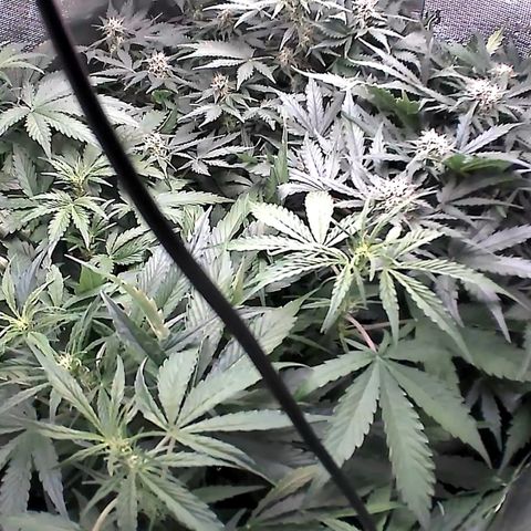 Auto Northern Lights growlog timeline photo