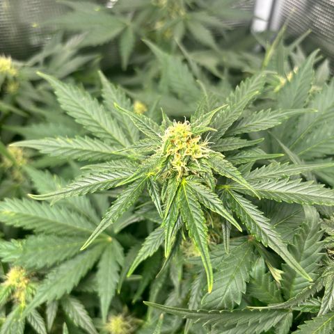 Auto Northern Lights growlog timeline photo