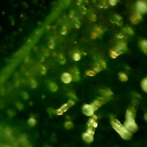 Royal Kush Automatic growlog timeline photo
