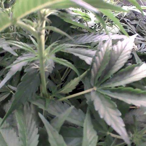 Auto Northern Lights growlog timeline photo