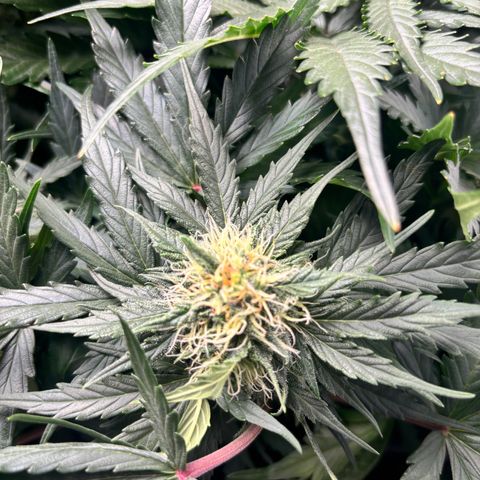 Royal Kush Automatic growlog timeline photo