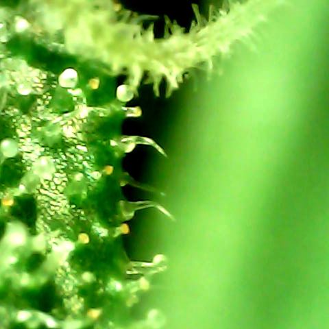 Royal Kush Automatic growlog timeline photo
