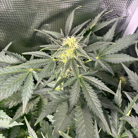 Auto Northern Lights growlog timeline photo