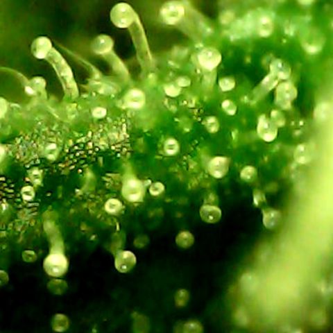 Auto Northern Lights growlog timeline photo
