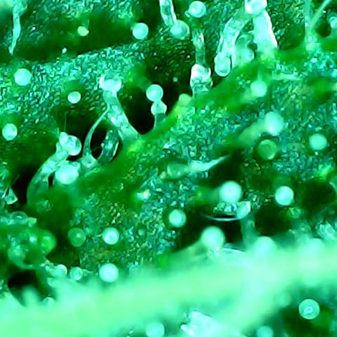 Royal Kush Automatic growlog timeline photo