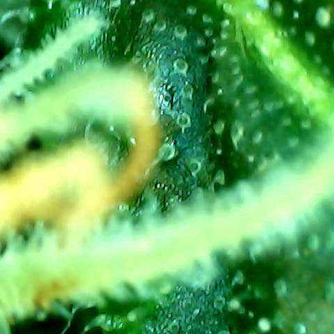Auto Northern Lights growlog timeline photo