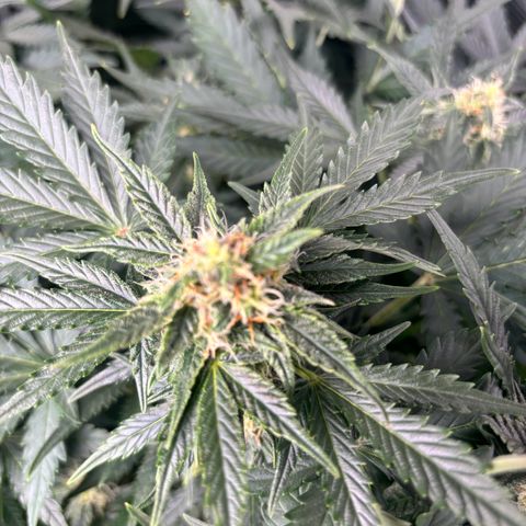 Auto Northern Lights growlog timeline photo