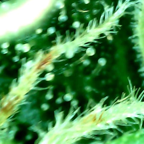 Auto Northern Lights growlog timeline photo
