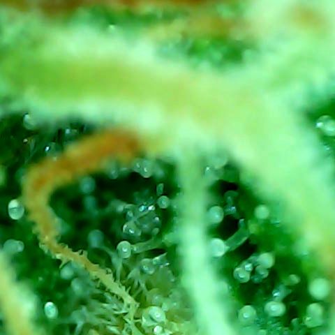 Royal Kush Automatic growlog timeline photo