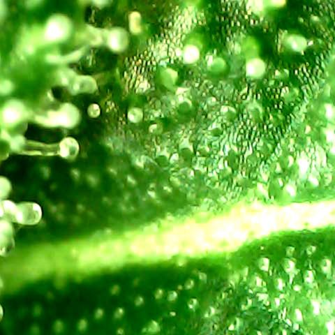 Royal Kush Automatic growlog timeline photo