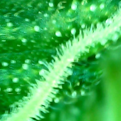 Auto Northern Lights growlog timeline photo