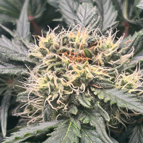 Royal Kush Automatic growlog timeline photo