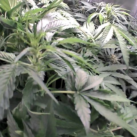 Auto Northern Lights growlog timeline photo