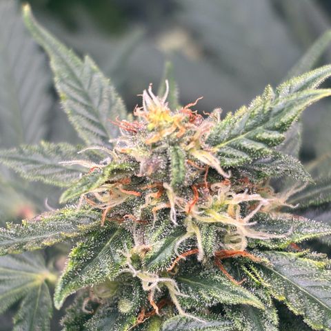 Auto Northern Lights growlog timeline photo