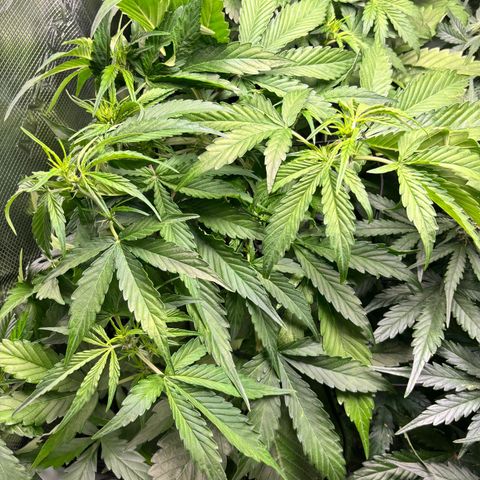 Mimosa Automatic growlog timeline photo