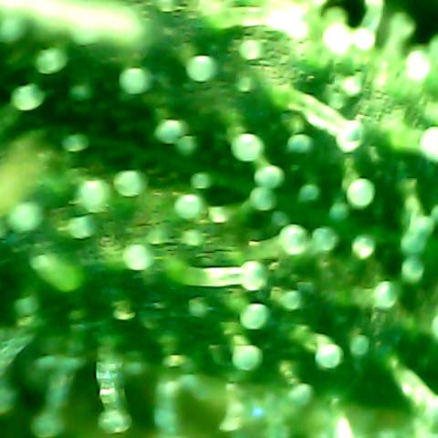 Royal Kush Automatic growlog timeline photo