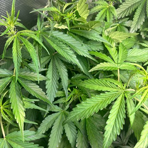 Mimosa Automatic growlog timeline photo