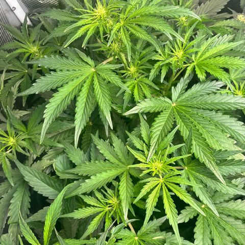 Lemon Wonder Automatic growlog timeline photo
