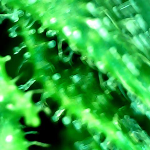 Auto Northern Lights growlog timeline photo