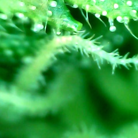 Auto Northern Lights growlog timeline photo