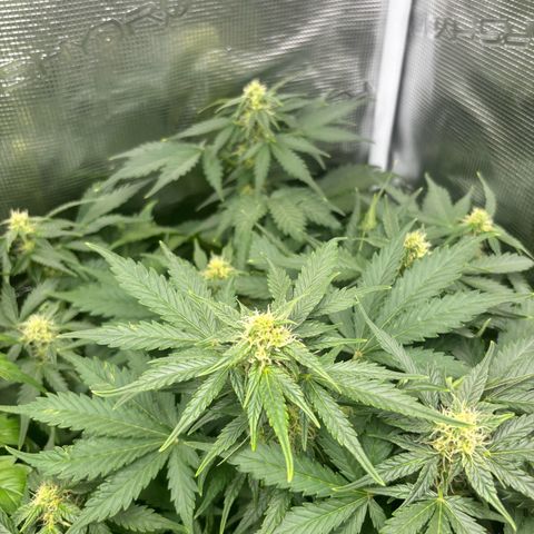 Auto Northern Lights growlog timeline photo