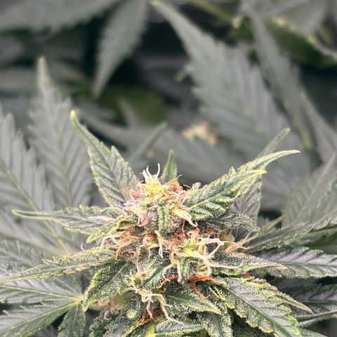 Auto Northern Lights growlog timeline photo