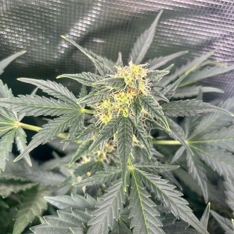 Auto Northern Lights growlog timeline photo