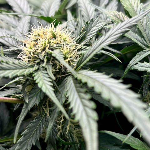 Royal Kush Automatic growlog timeline photo