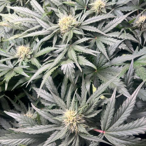 Royal Kush Automatic growlog timeline photo