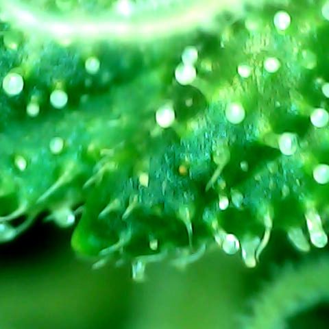 Royal Kush Automatic growlog timeline photo