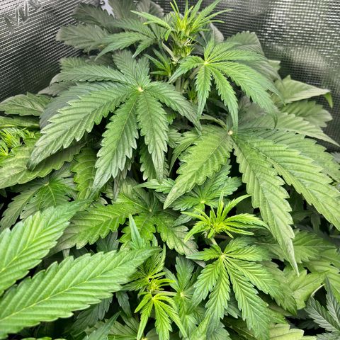 Lemon Wonder Automatic growlog timeline photo