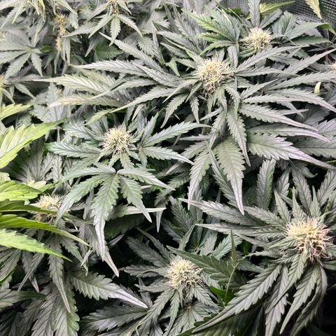 Royal Kush Automatic growlog timeline photo