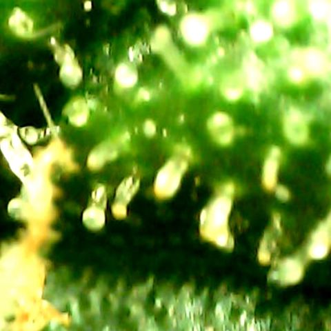 Royal Kush Automatic growlog timeline photo