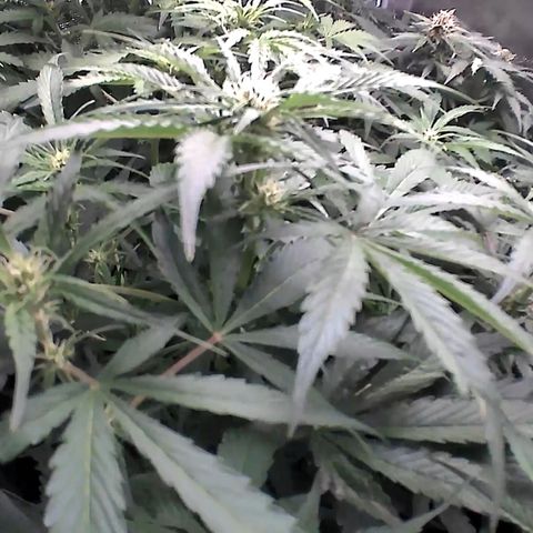 Auto Northern Lights growlog timeline photo