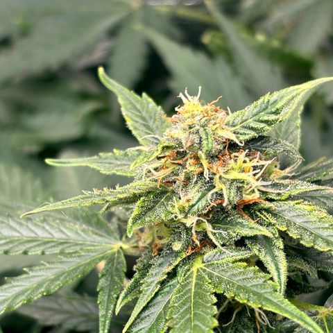 Auto Northern Lights growlog timeline photo