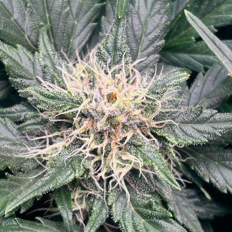 Royal Kush Automatic growlog timeline photo