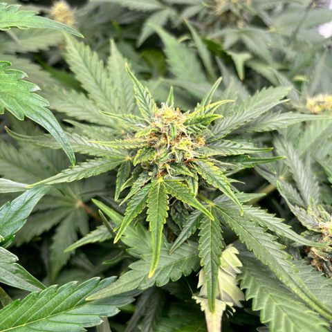 Auto Northern Lights growlog timeline photo