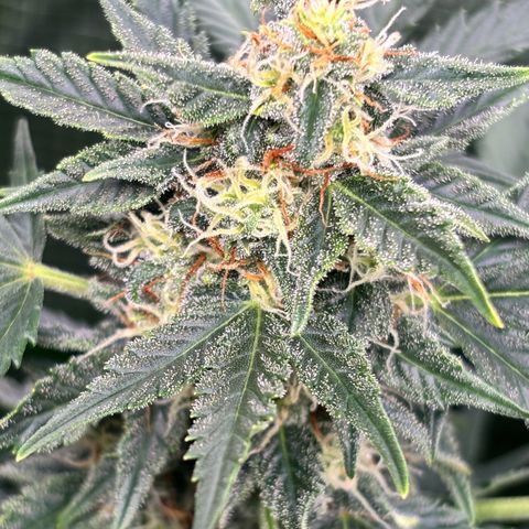 Auto Northern Lights growlog timeline photo