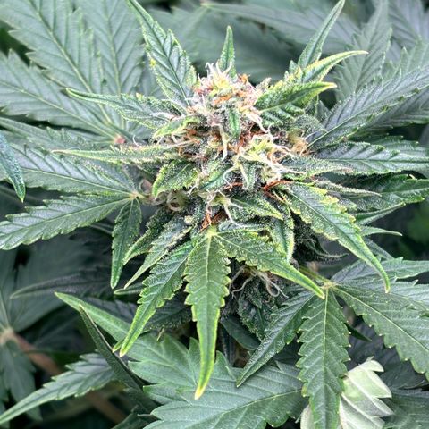 Auto Northern Lights growlog timeline photo